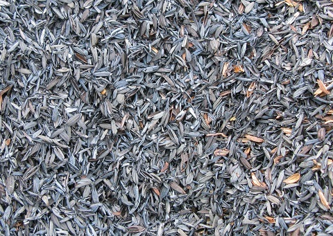 0303kuntan1.jpg